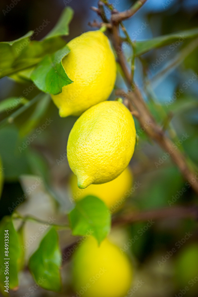 fresh ripe lemons hanging on tree branch at garden