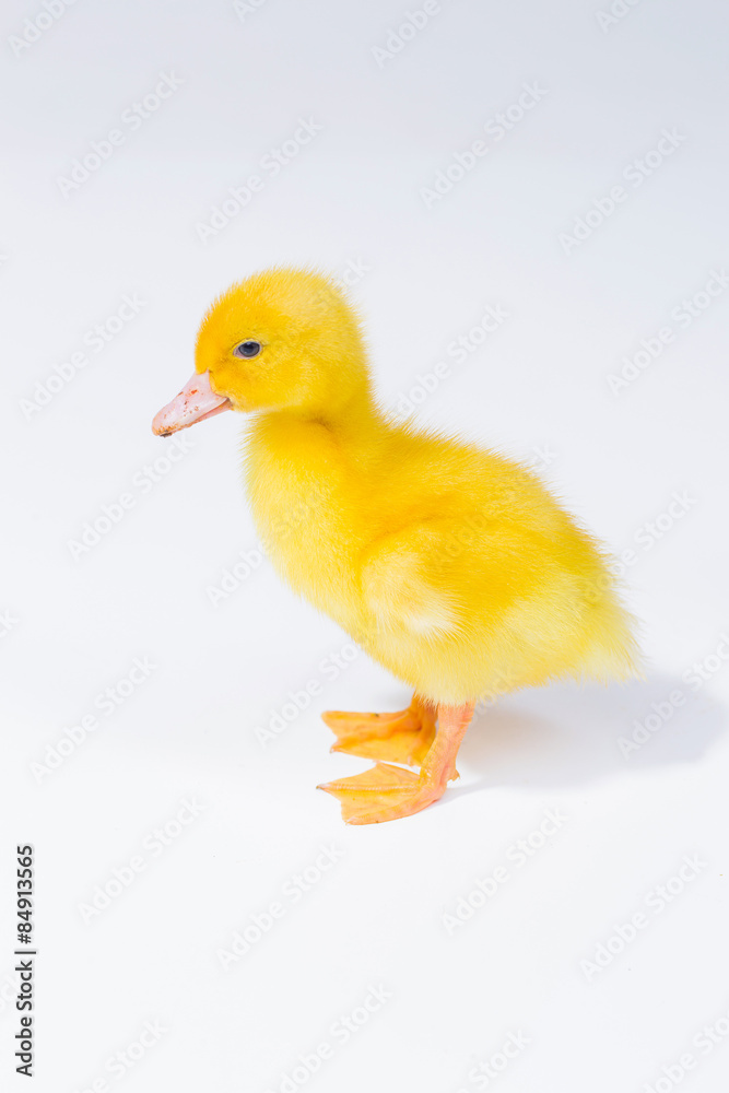 Fototapeta premium little yellow duckling on white background