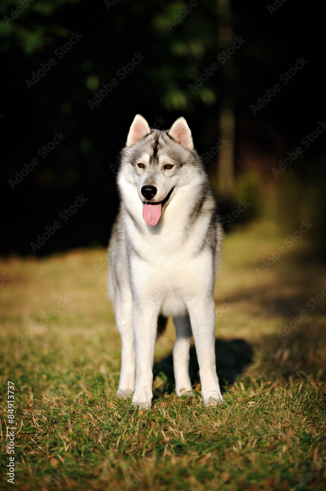 Siberian Husky in park Siberian Husky in park