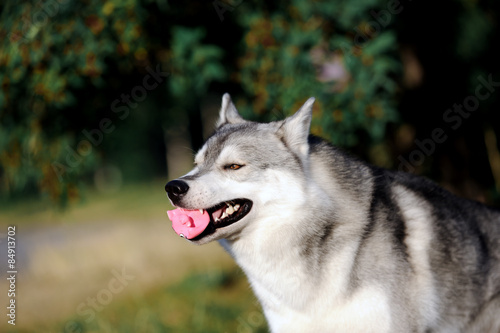 Husky dog playing with a ball