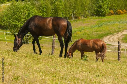 Zwei Pferde beim grasen