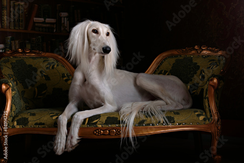 greyhound saluki in Royal interior photo