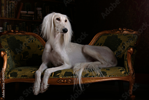 Fototapeta Naklejka Na Ścianę i Meble -  greyhound saluki in Royal interior