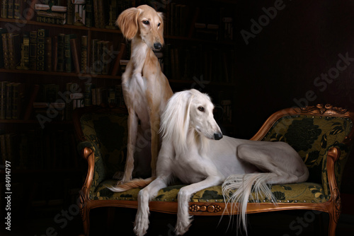 two greyhound saluki dog in Royal interior photo
