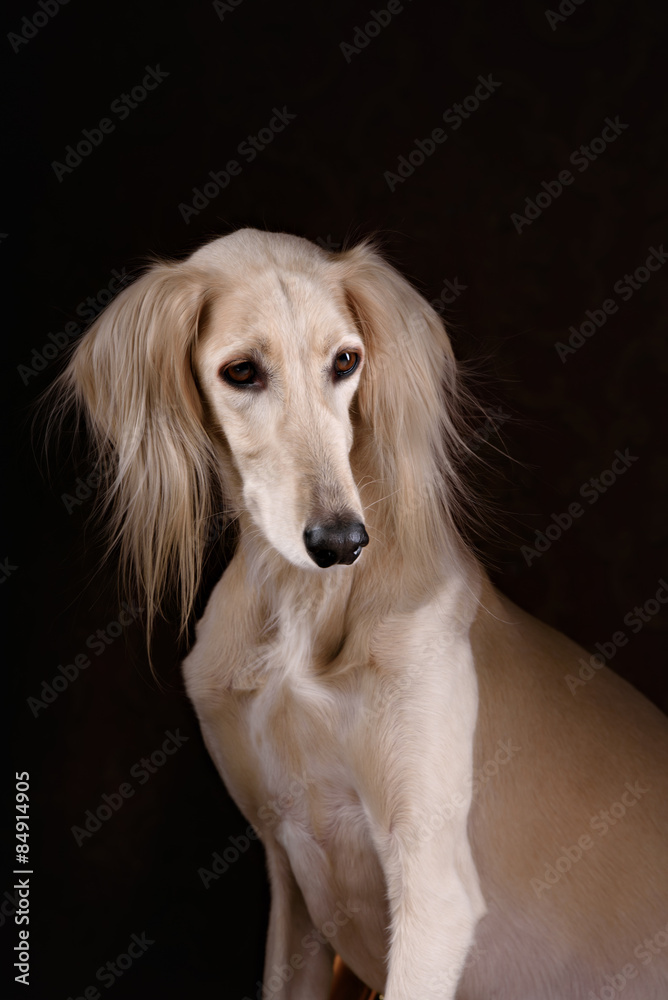 greyhound saluki in Royal interior