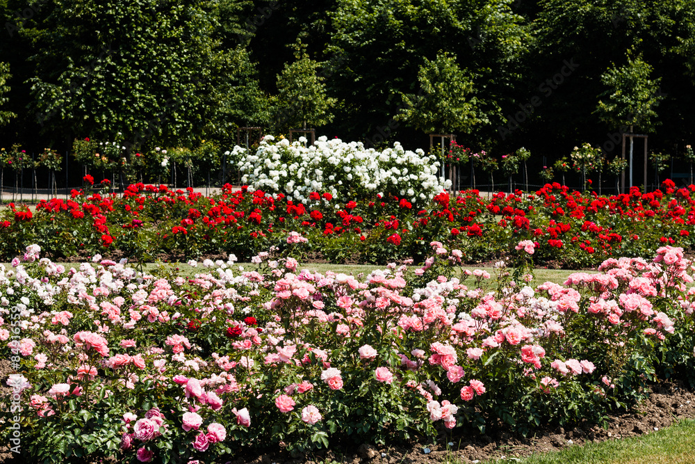 Garten mit prachtvollen Rose