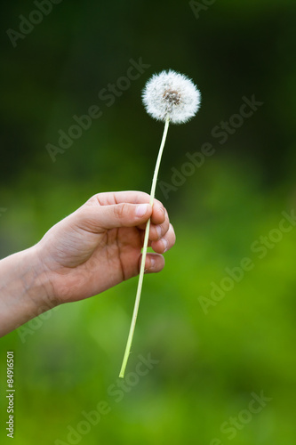 hand holding a dandelion on blurred background