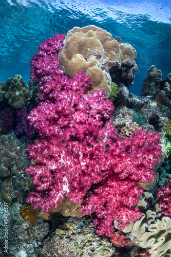 Fototapeta Naklejka Na Ścianę i Meble -  Beautiful Soft Corals
