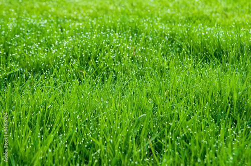 lush green grass covered in early morning dew
