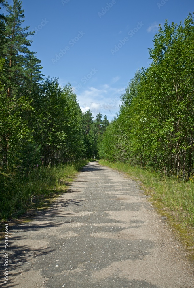 Old Way in Forest
