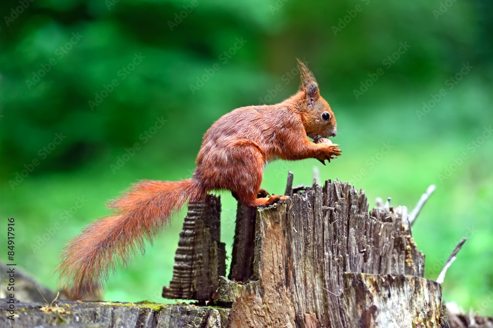 Fototapeta premium Squirrel