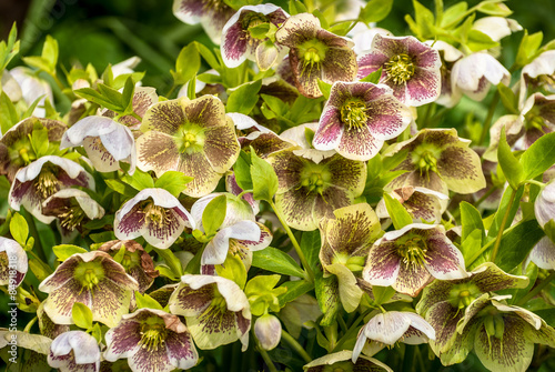Speckled Hellebore photo