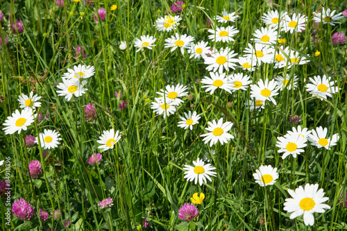 Frühlingswiese mit Margeriten und anderen Frühlingsblumen