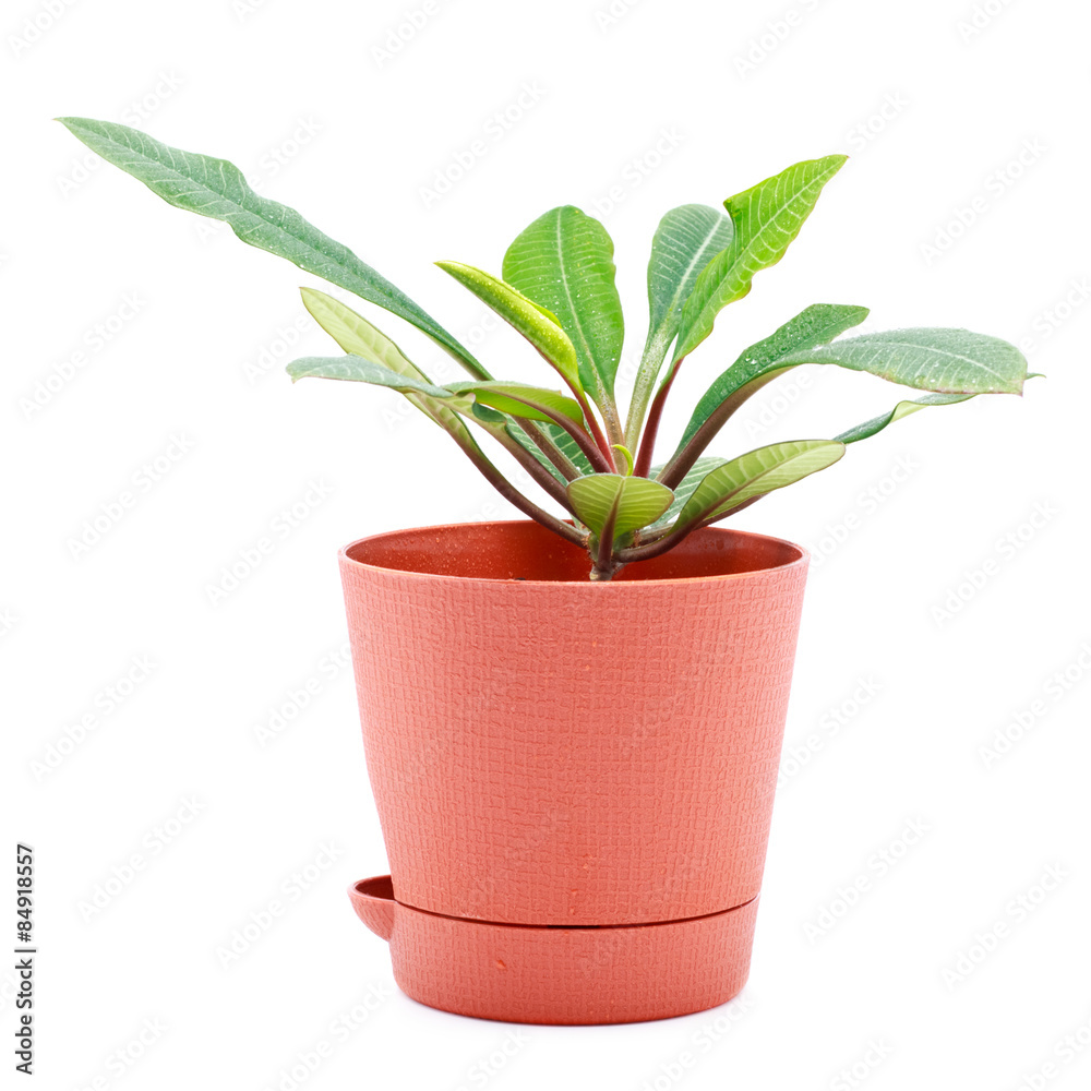 Home Plant Home Plant