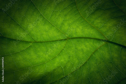 Abstract green leaf texture for background