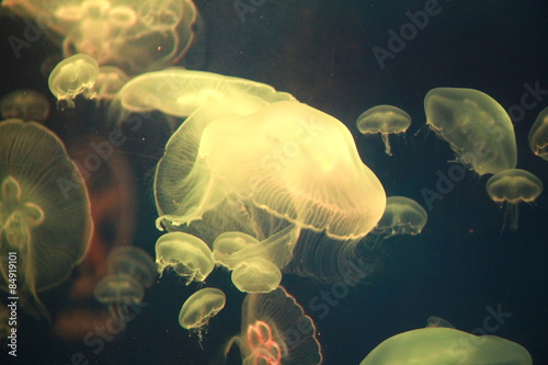 An aquarium full of beautiful jellyfish in Sea Life London Aquarium, England. photo