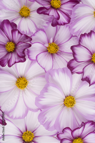 cosmos flower