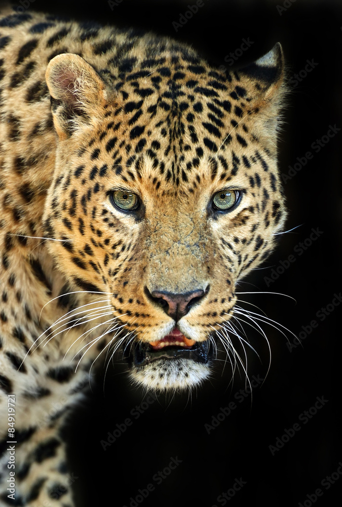 Leopard
