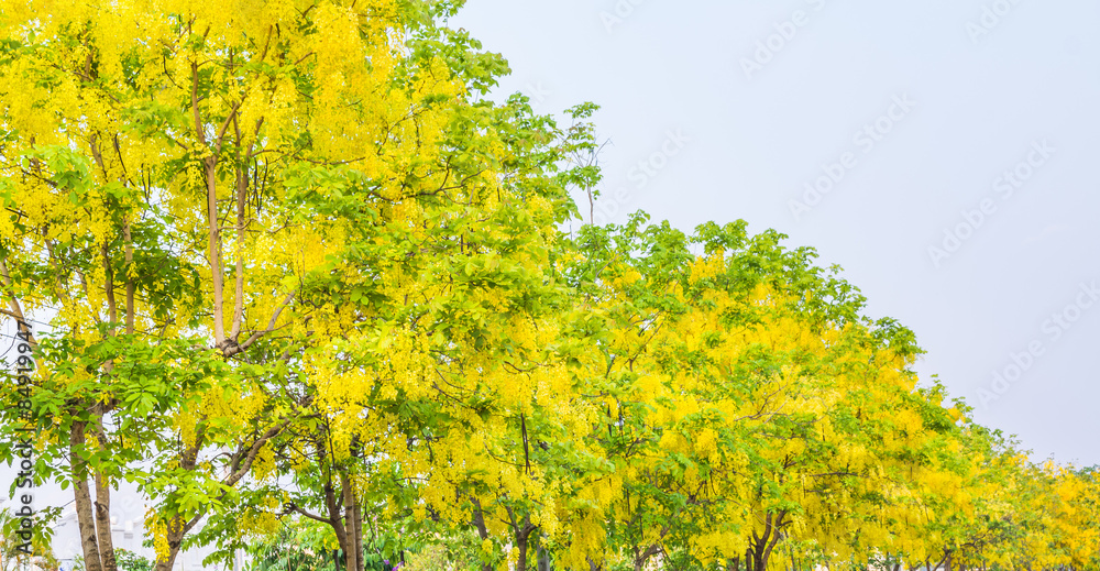 Fototapeta premium Golden Shower flower in Chiang mai Thailand