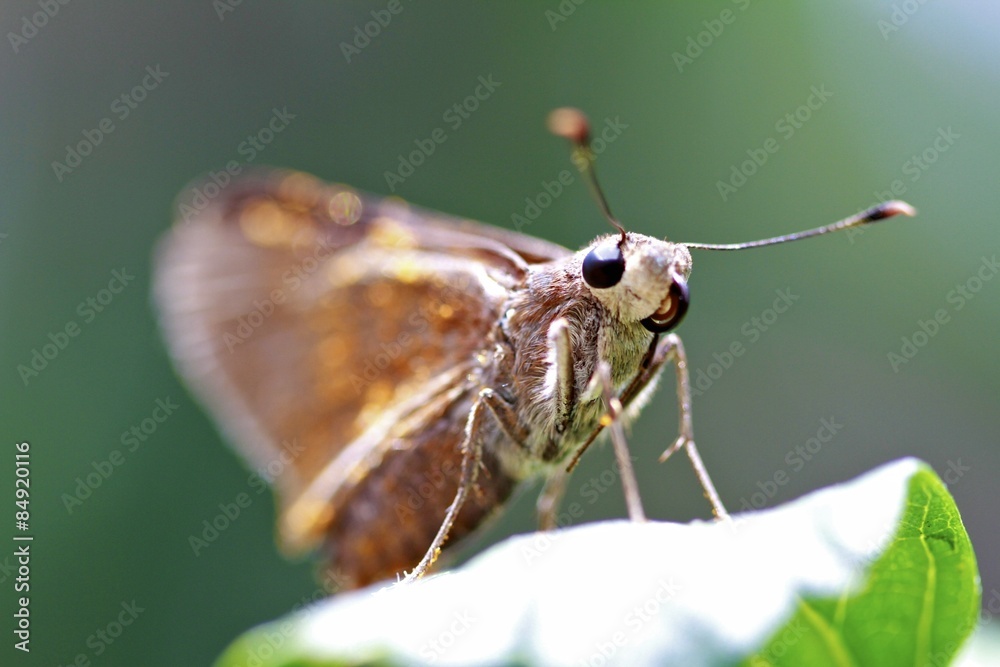 Obraz premium Macro butterfly