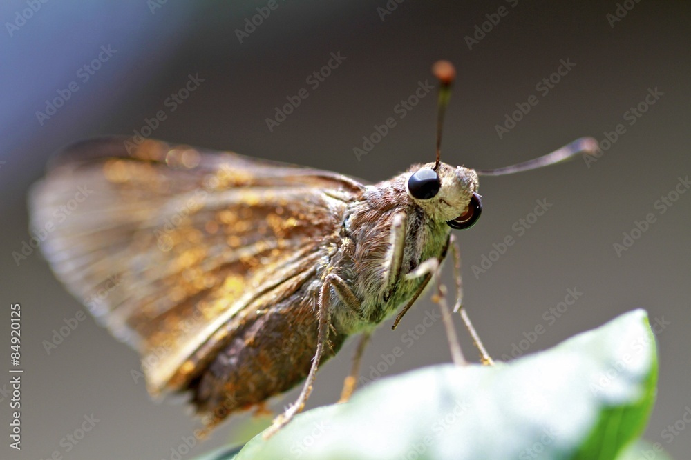 Obraz premium butterfly covered in pollen macro