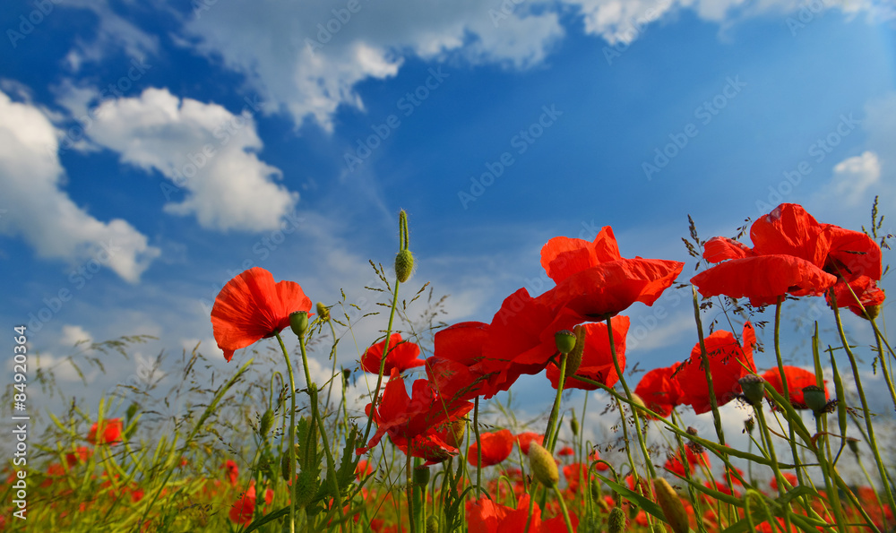 Obraz premium Poppies