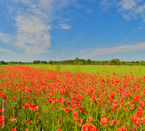 Poppy field © denis_333