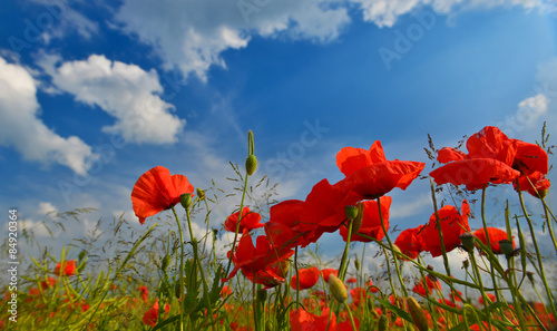 Fototapeta Naklejka Na Ścianę i Meble -  Poppies