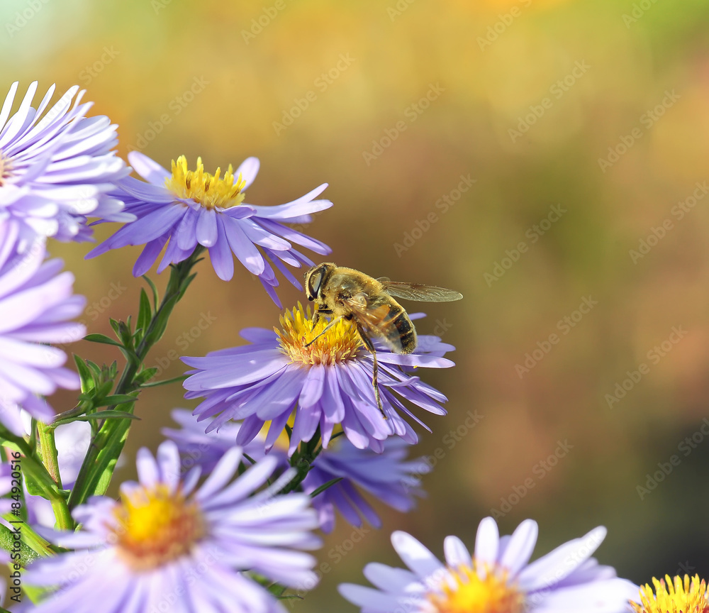Honey bee Honey bee