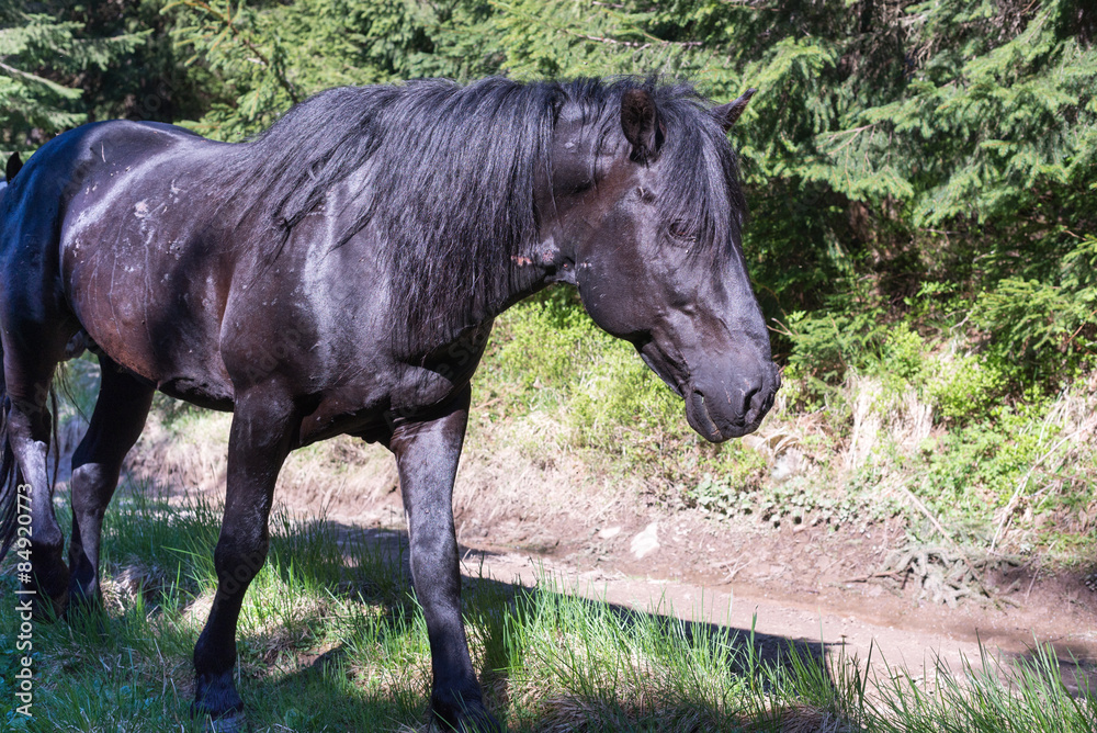 Fototapeta premium horses walk freely on forest road