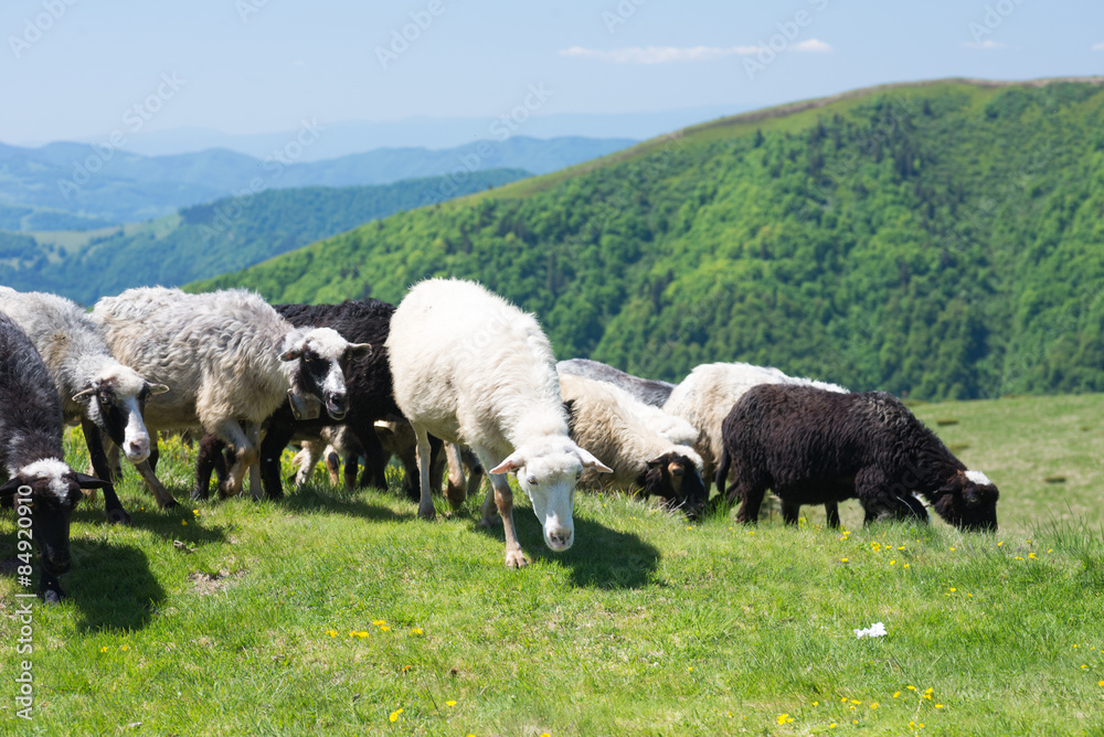 Fototapeta premium Sheep grazing on the slopes of Ukrainian Carpathians