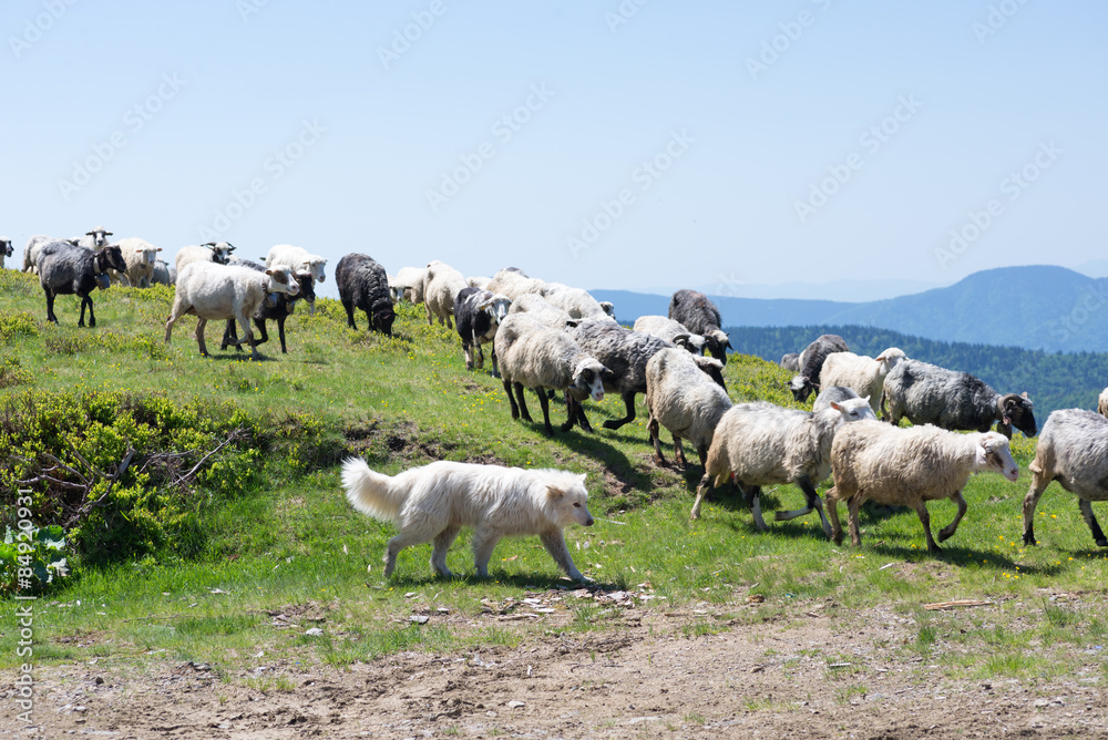 The dog protects sheep that graze on the slopes of Ukrainian Car