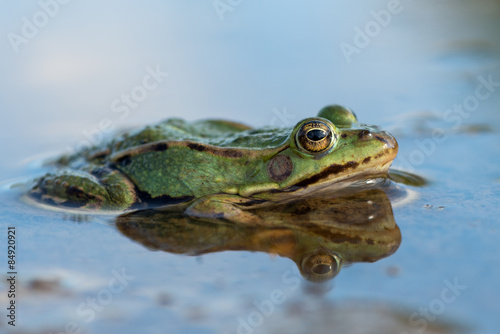 common European frog