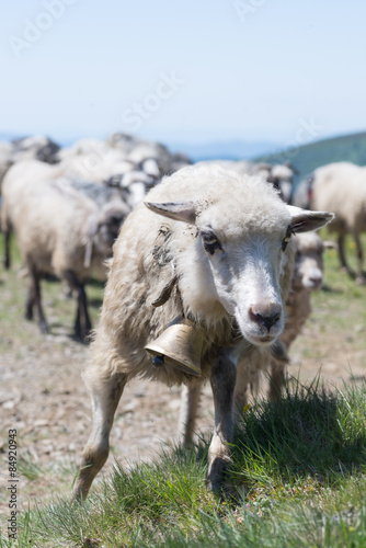 Sheep grazing on the slopes of Ukrainian Carpathians