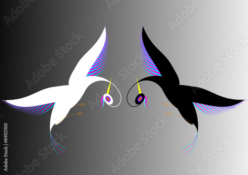 uccelli