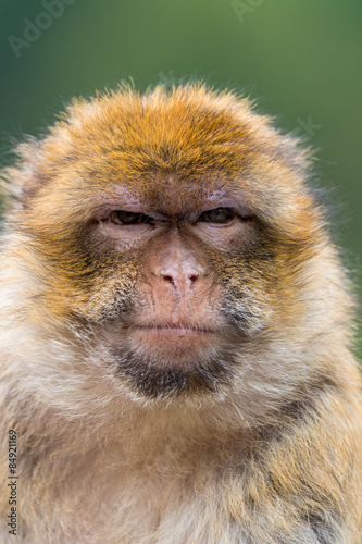 Barbary ape