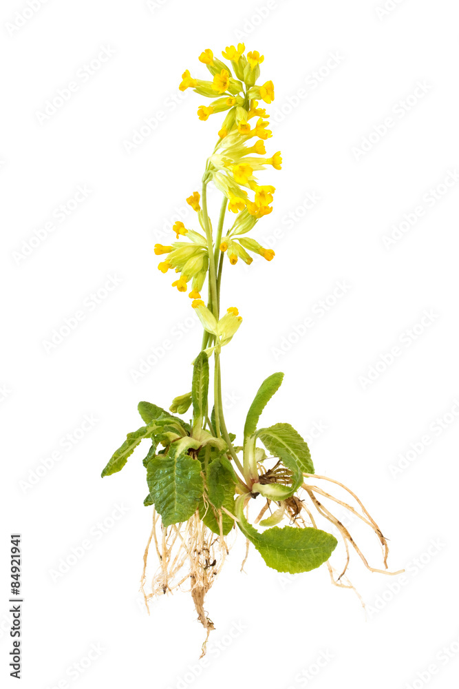 Naklejka premium Schlüsselblumen mit Wurzeln