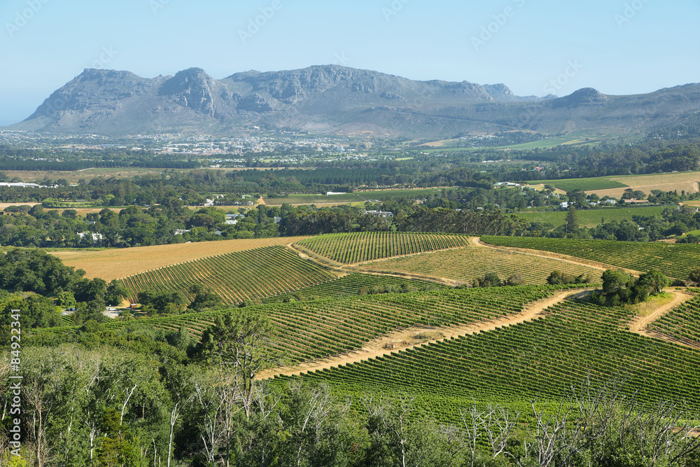 Vineyards landscape in Constantia valley