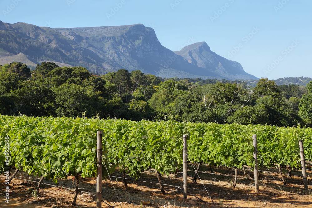 Vineyards landscape in Constantia valley