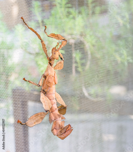 Macleay’s spectre Giant Prickly Stick Insect, Extatosoma tiara photo