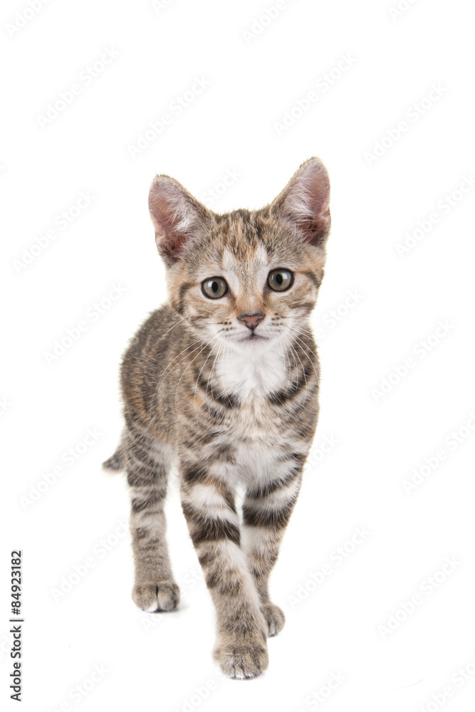 Cypers kitten, jonge kat, komt naar de camera gelopen, tegen een witte achtergrond