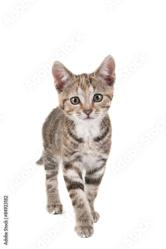 Cypers kitten, jonge kat, komt naar de camera gelopen, tegen een witte achtergrond