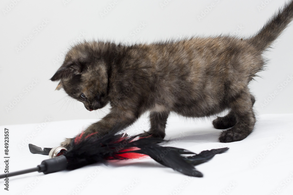 Obraz premium kitten