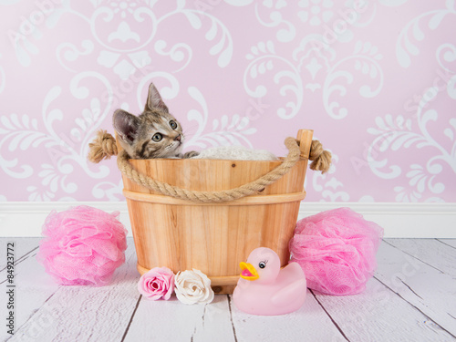Fototapeta Naklejka Na Ścianę i Meble -  Cute young tabby cat in a wooden basket in a bathroom surrounding