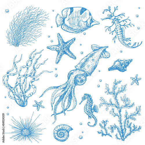 Underwater Plants and Animals Set