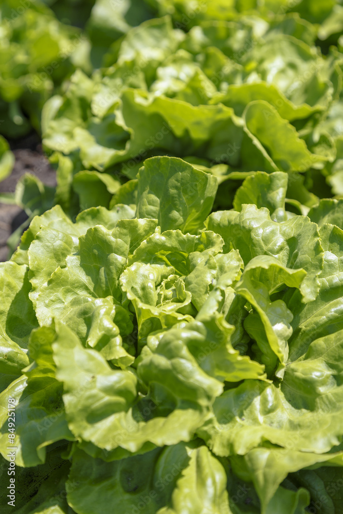 Fresh Green Lettuce Fresh Green Lettuce