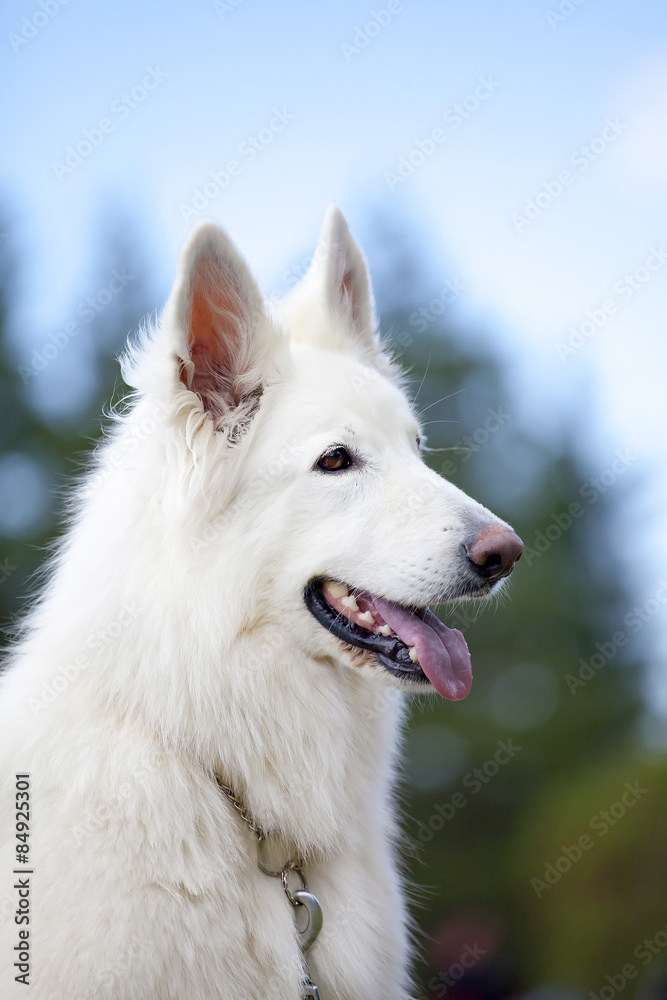 Fototapeta premium White Swiss Sheepdog