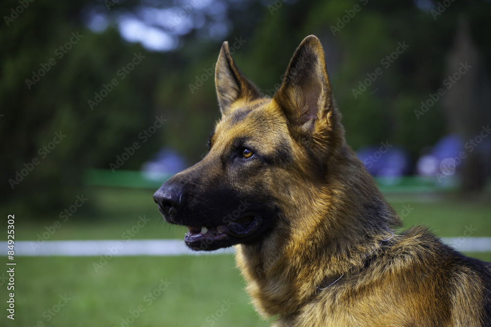 german sheepdog portrait german sheepdog portrait