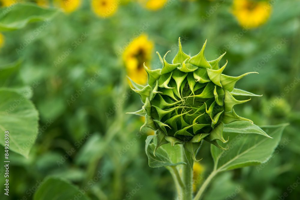 Naklejka premium unblown bud of sunflower front of green field with flowers of su