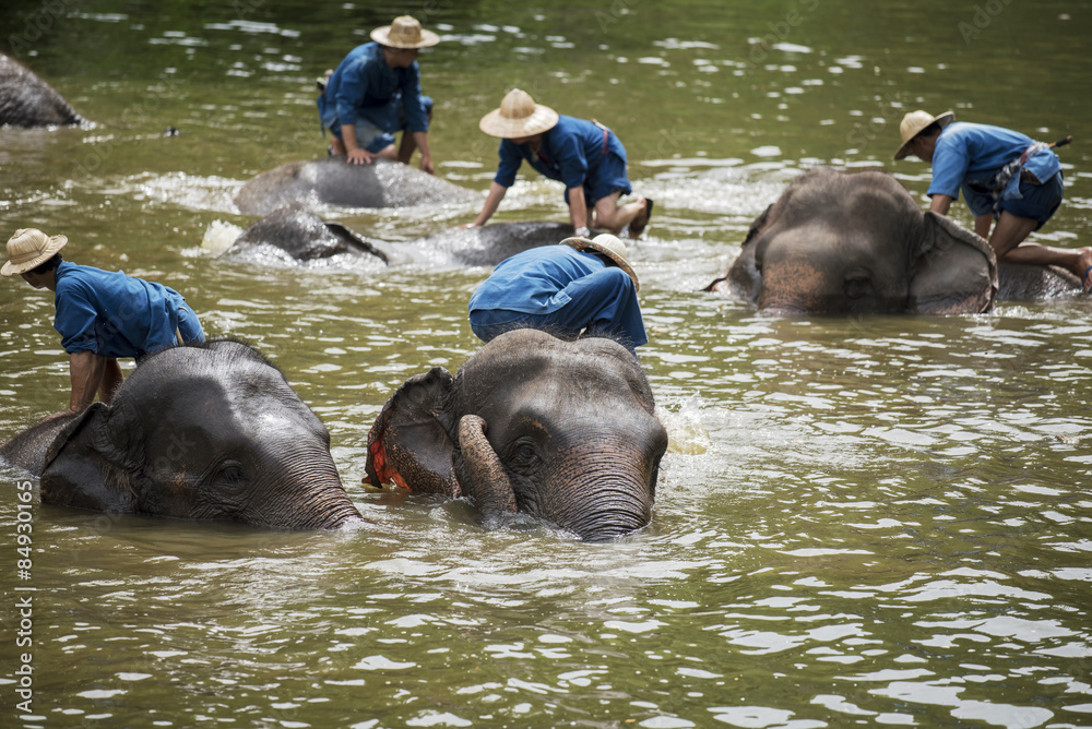 Fototapeta premium Mahouts bath and clean the elephants in the river